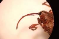 Curculio glandium