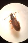 Phyllobius oblongus