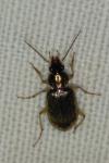 Chlaenius vestitus