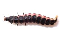 Phosphaenus hemipterus