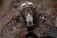 Platystomos albinus