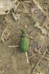 Cicindela campestris