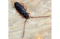 Uleiota planatus