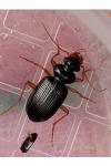 Leistus fulvibarbis