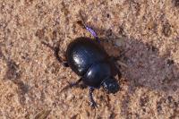 Anoplotrupes stercorosus