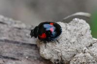 Exochomus quadripustulatus