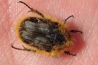 Tropinota hirta