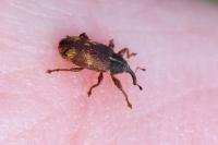 Bradybatus kellneri
