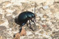 Timarcha goettingensis