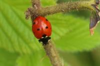Coccinella septempunctata