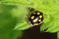 Propylea quatuordecimpunctata