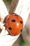 Coccinella septempunctata