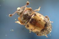 Omosita discoidea