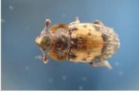 Omosita discoidea