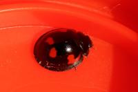 Exochomus quadripustulatus