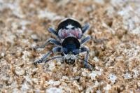 Clerus mutillarius