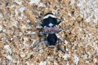 Clerus mutillarius