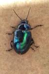 Chrysolina coerulans