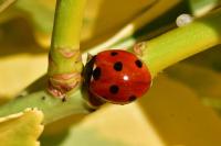 Coccinella septempunctata