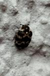 Anthrenus verbasci