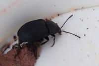 Phosphuga atrata