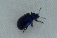 Plagiosterna aenea