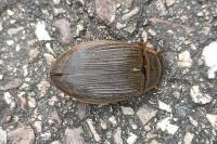 Dytiscus marginalis