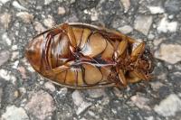 Dytiscus marginalis