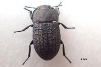 Opatrum sabulosum