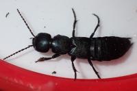 Ocypus ophthalmicus