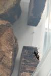 Anaglyptus mysticus