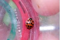 Harmonia axyridis