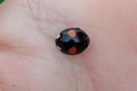 Harmonia axyridis