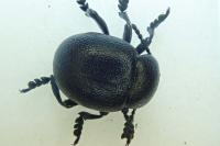 Timarcha goettingensis