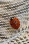 Coccinella septempunctata