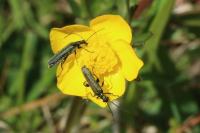 Oedemera virescens