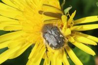 Tropinota hirta