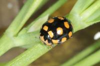 Coccinula quatuordecimpustulata