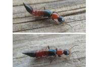 Paederus littoralis
