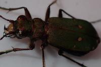Cicindela campestris
