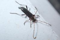 Grammoptera ruficornis