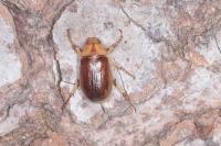 Rhizotrogus aestivus