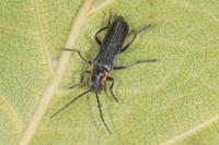 Cantharis pulicaria