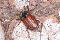 Melolontha melolontha