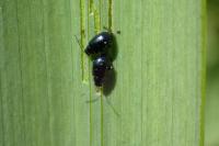 Aphthona nonstriata