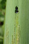 Aphthona nonstriata