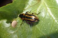 Prasocuris phellandrii