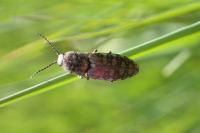 Actenicerus sjaelandicus