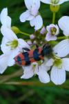 Trichodes alvearius