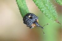 Cionus tuberculosus